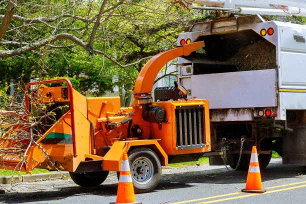 How Our Tree Care Process Works  in  Norristown, PA