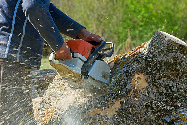 Trusted Norristown, PA Tree Care  Experts